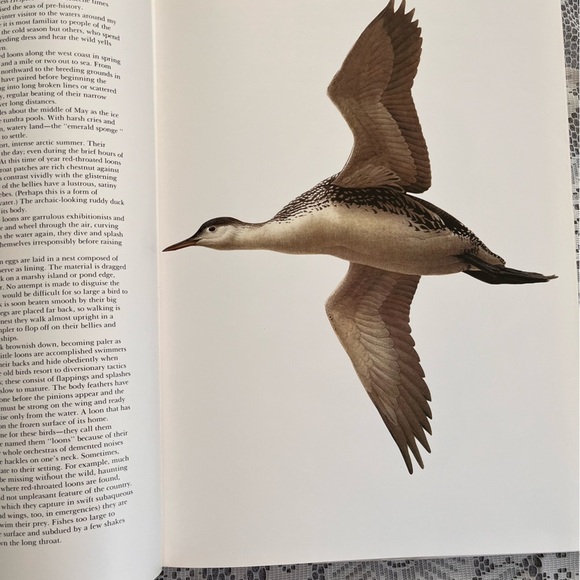 Birds of the West Coast Vol 1 Painting, drawing & text by J.F. Lansdowne. Nature - Picture 15 of 17